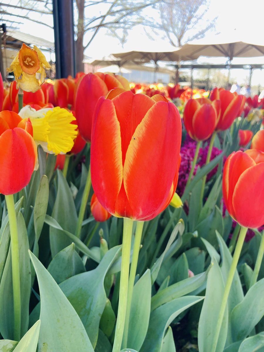 JenniferMaya7's tweet photo. @dallasarboretum #DallasBlooms #Tulips #TulipSeason ☀️🌷❤️ https://t.co/rvbYaermdl