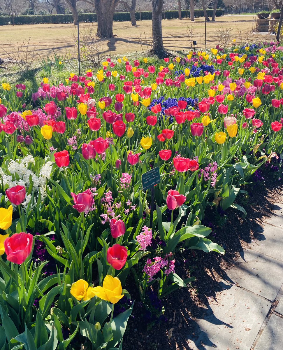 JenniferMaya7's tweet photo. @dallasarboretum #DallasBlooms #Tulips #TulipSeason ☀️🌷❤️ https://t.co/rvbYaermdl