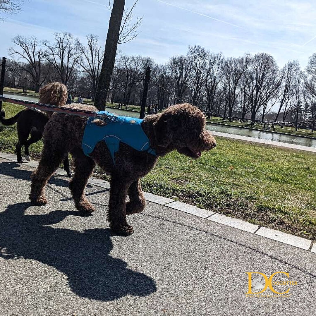 DC Dog Sitter tweet media