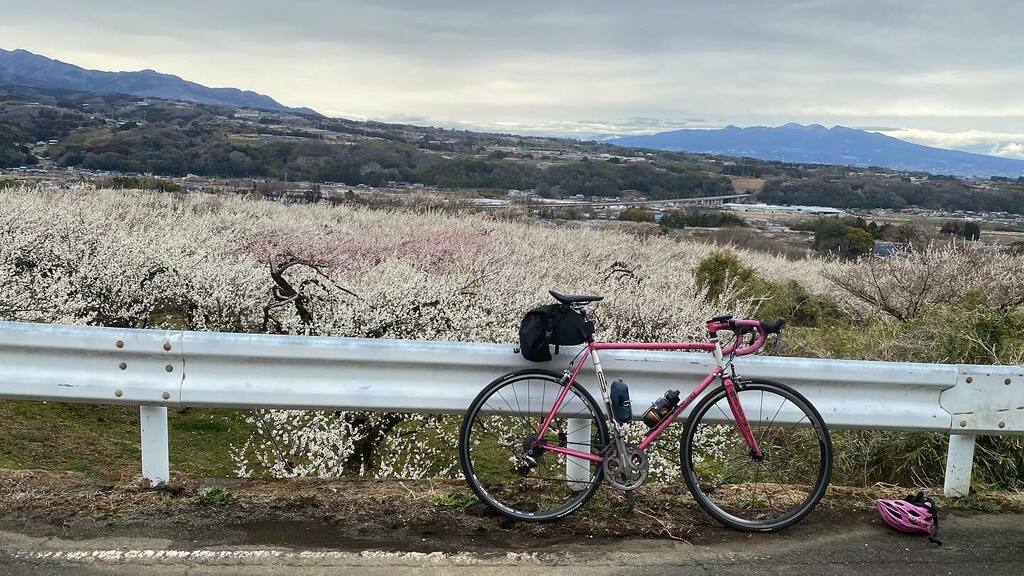 KingoftheSquare's tweet photo. Plum blossoms North of Tokyo

#roadbike #strava #stravacycling #stravaphoto https://t.co/X0zuFI2e8x https://t.co/Zgkt7btEOE