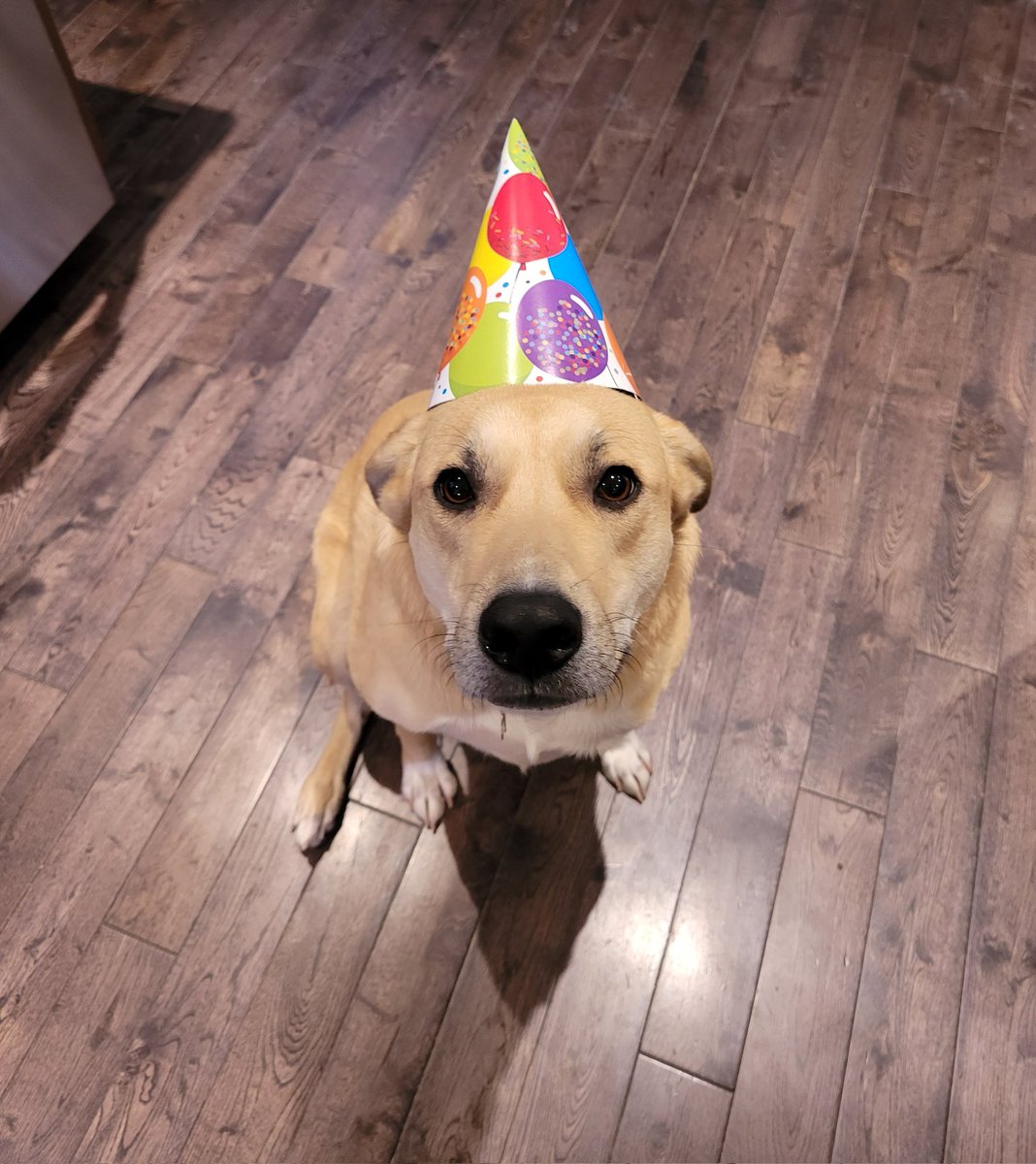 JediMasterJV's tweet photo. @MrsMarshall54 @dog_rates @dogfather Happy Birthday Goob! From Rey https://t.co/47bAOqapDe