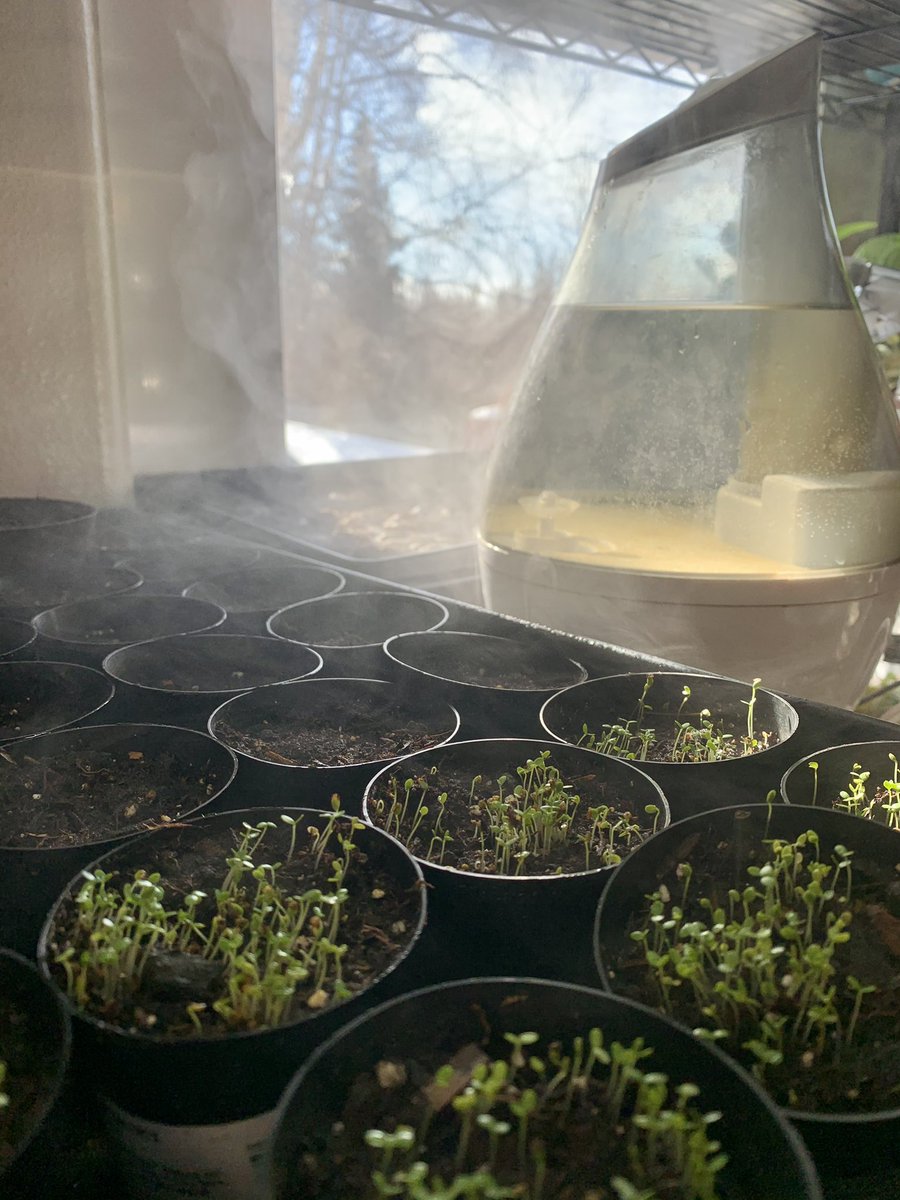 I’m in Alaska watching all the #GardeningTwitter people post up blooms and meanwhile I’m stoked about my seedlings as I overlook snow outside... #AlaskaGardens
