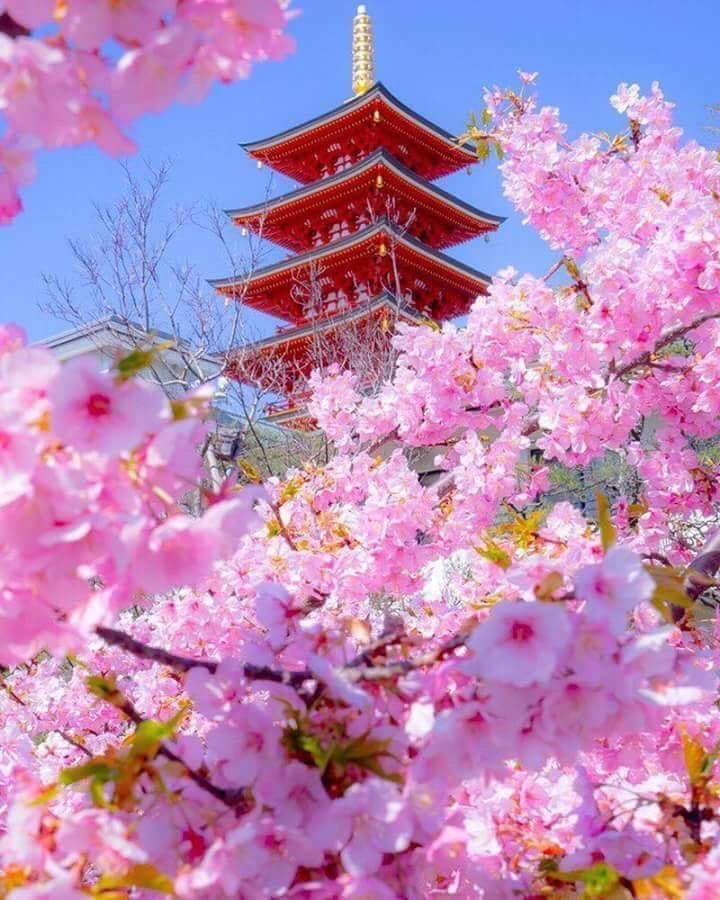 YumiFujii4's tweet photo. 🌸🌸おはようございます🌸🌸🇯🇵
　　　　Good morning !
  🌸🌸Have a happy day🌸🌸🇯🇵 https://t.co/UtKXTdHnwY