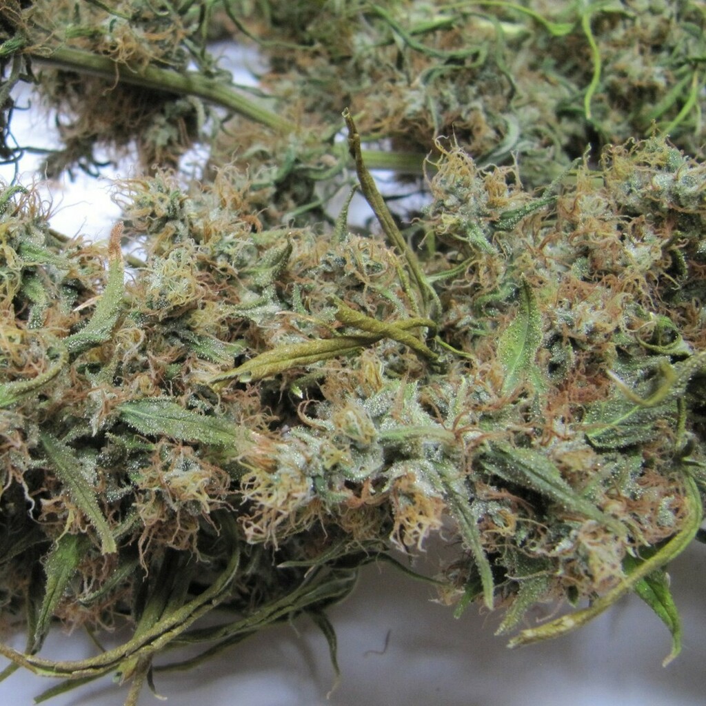 Mango Haze IBL dried and cured flower is dripping with fragrance and large sticky resin glands. When the chlorophyll has broken down and the flower has had time to reach a stage in the curing process of between 6 weeks to 3 months....it will be a delight to taste! Like good …