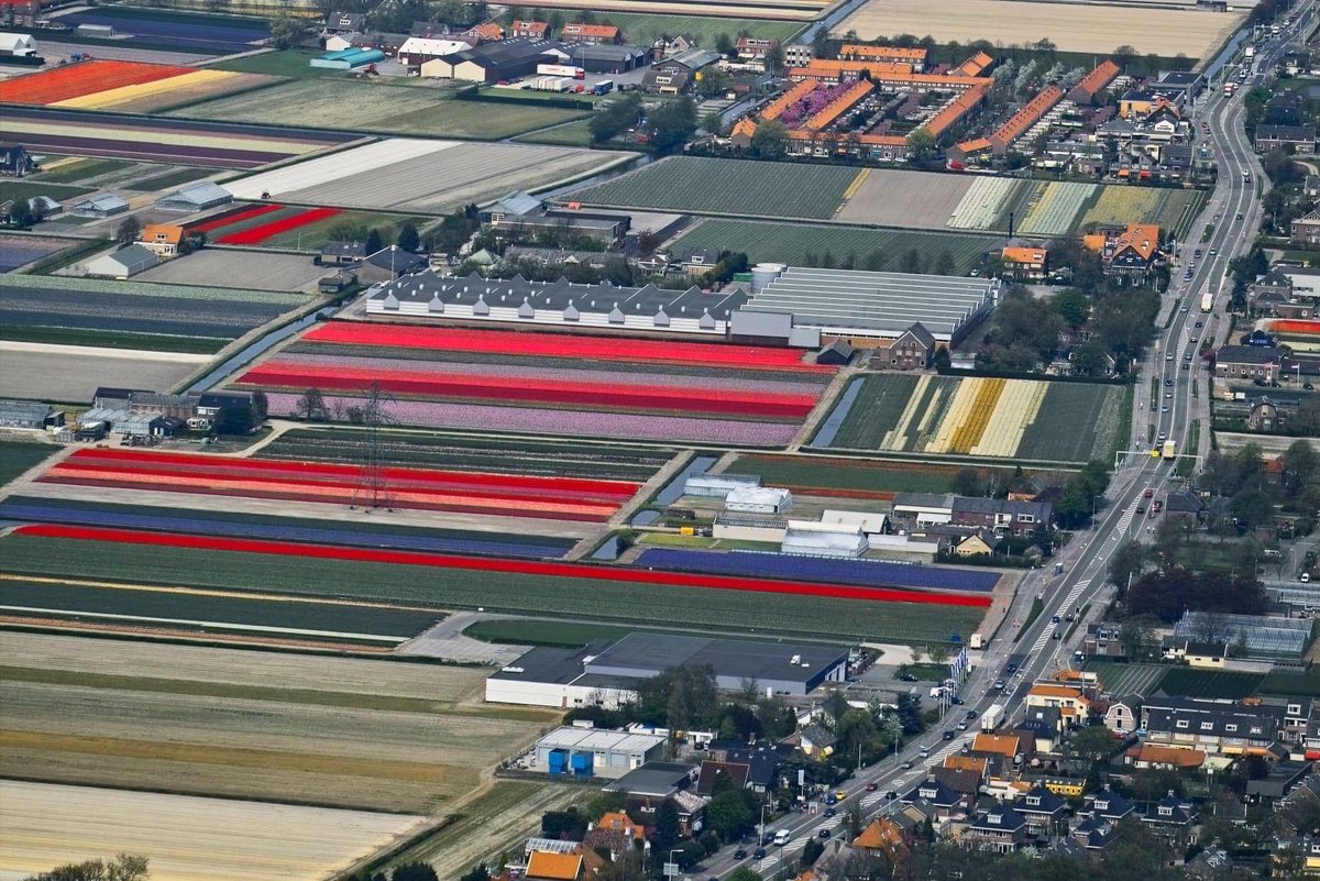 Shakyteam's tweet photo. Back to my roots?  Except for at least 75% less built development: it’s where I grew up: in between the tulips.  And, yes the colours are real
#vangrieken #tulip #hyacinth https://t.co/hmVqL07xVV
