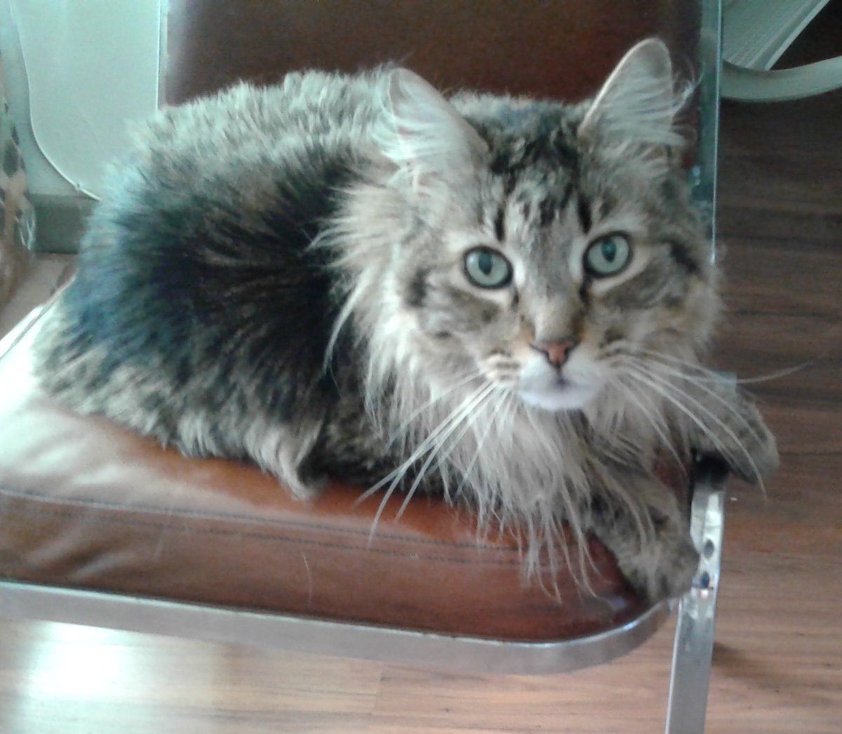 KENA 🐈 tweet media