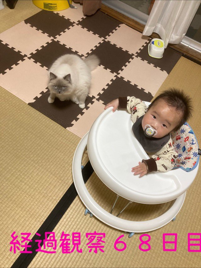 taigachanda's tweet photo. ふーちゃんたいちゃん https://t.co/cw4lY9DQTg