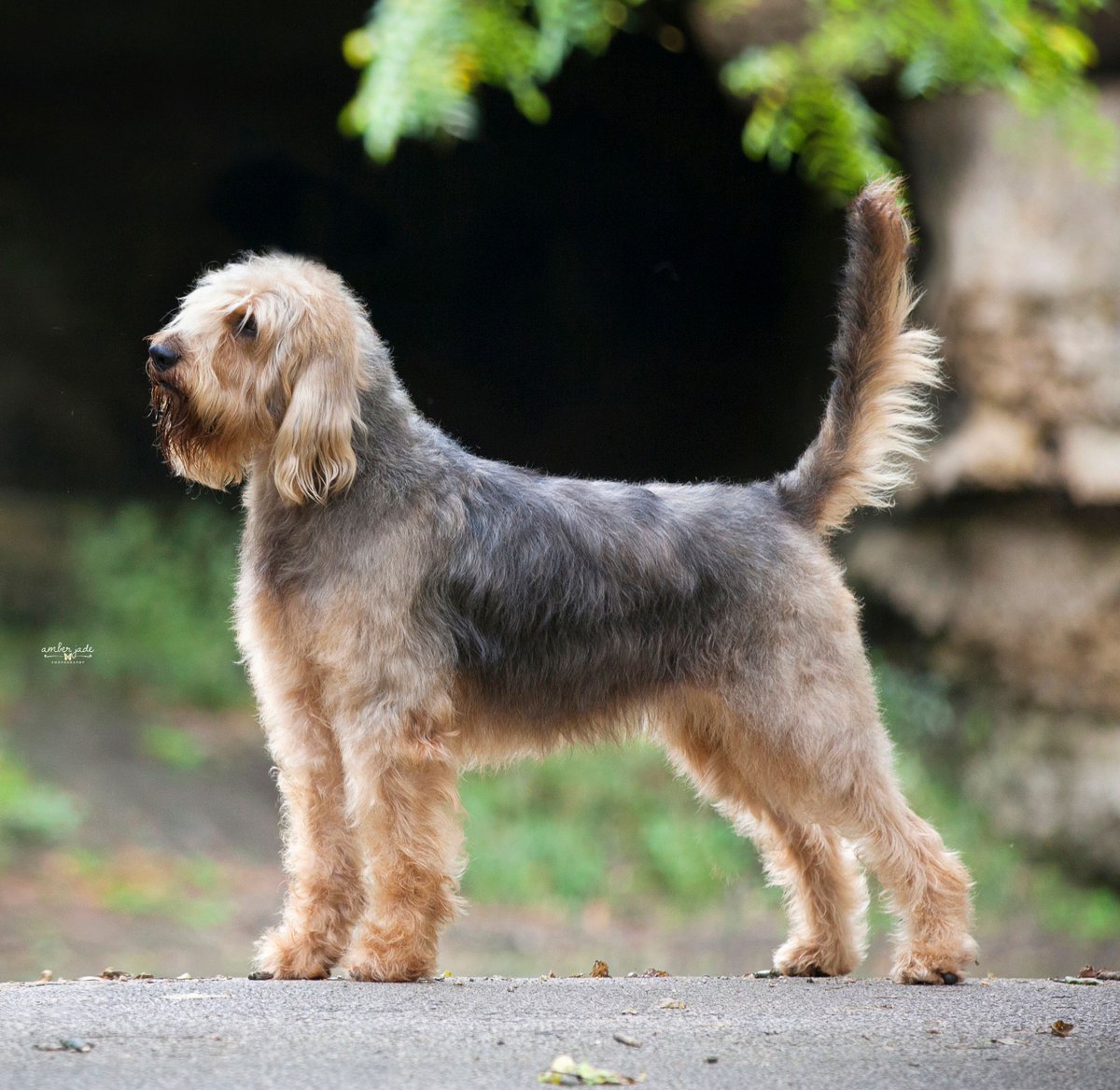 Showsight's tweet photo. The Otterhound is a large, rough-coated hound with an imposing head showing great strength and dignity, and the strong body and long striding action fit for a long day's work. ๐พ
โพShowsight Presents the Otterhound: https://t.co/3abE3tm7Un
#otterhound #otterhounds #purebred https://t.co/69WwOYPdv7