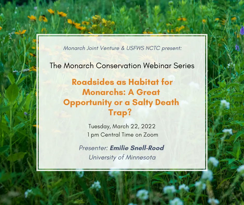 Join us for this month's free Monarch Conservation Webinar:  Roadsides as Habitat for Monarchs: A Great Opportunity or a Salty Death Trap? Join us for this hot topic. Link to register: buff.ly/3hBi4Pv
#monarchbutterfly #pollinators #webinars #onlinelearning