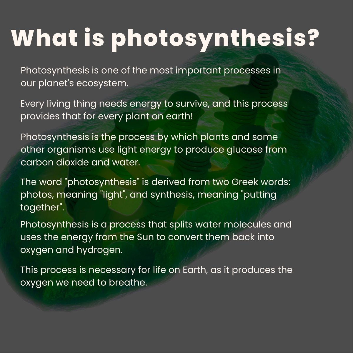 The food that plants produced by the process called photosynthesis
<a href="/BlueStudios_io/">Blue Studios Labs</a> 
#bellachallenge 
#NFT #community 
#learn2earn