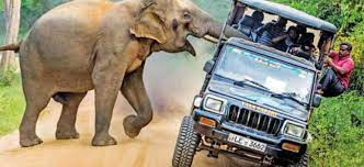 QinweiS's tweet photo. #39canimals
From my perspective, the most effective solution is to get the government involved. Governments have authority. More severe punishments, such as custody and expansive fines, enable less human activities in hurting elephants. https://t.co/MTkCtn1rwv