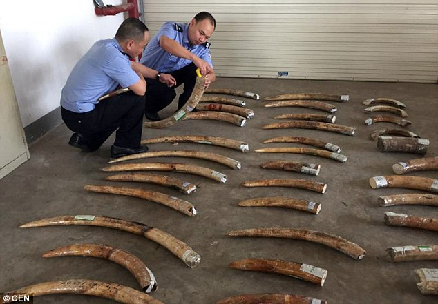 QinweiS's tweet photo. #39canimals
Research found that there was also a significant decrease in elephant’s death after China announced a ban on ivory on January 1, 2018.  People are afraid because in China poaching elephants for their tusks would get them arrested. https://t.co/eBhMQKcGs0