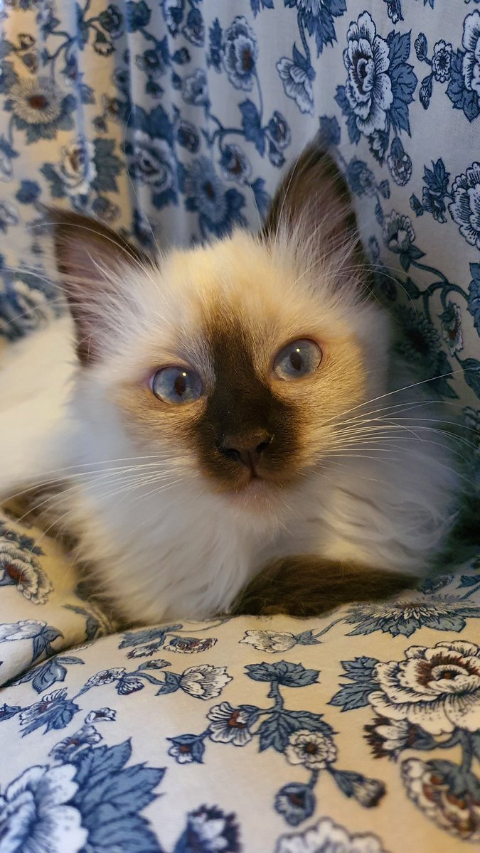 memechan85's tweet photo. #MochiBabyMemechan
#CatsOfTwitter #sacretbirman #birman #16weeksold
โคโคโค
The reason I barely draw โบ even if I want.. she wants more attention... baby cat ๐๐๐โค https://t.co/RIelvYXEfa