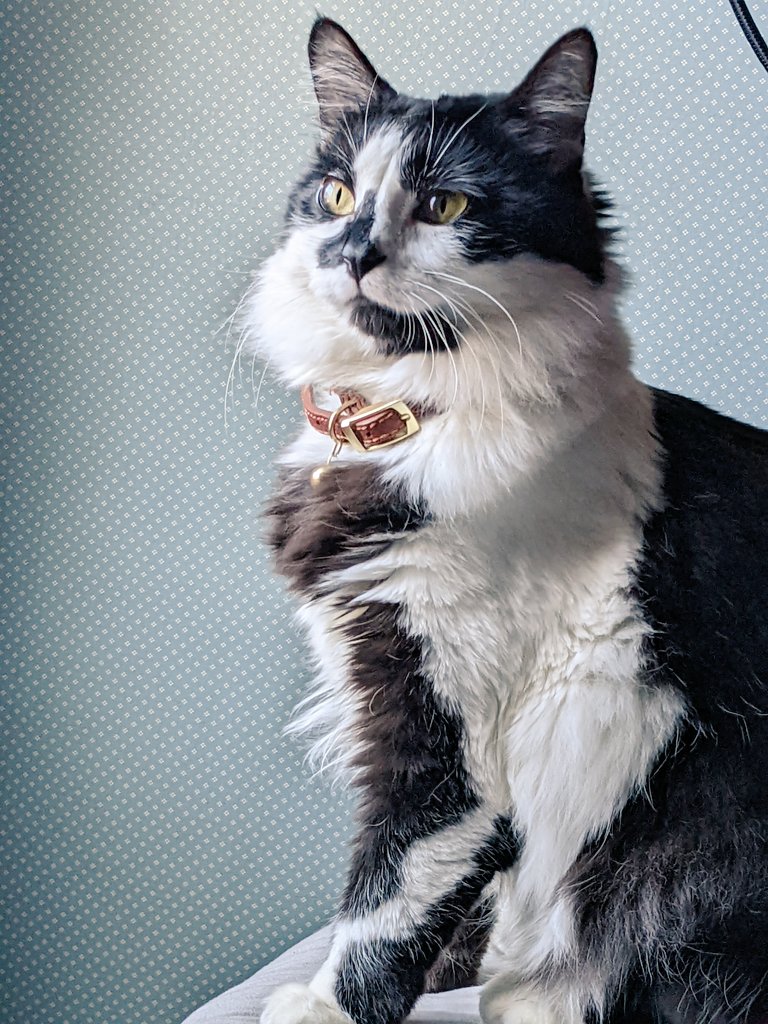 DillyBartheCat's tweet photo. i know i pretty https://t.co/p0C64NX4MD