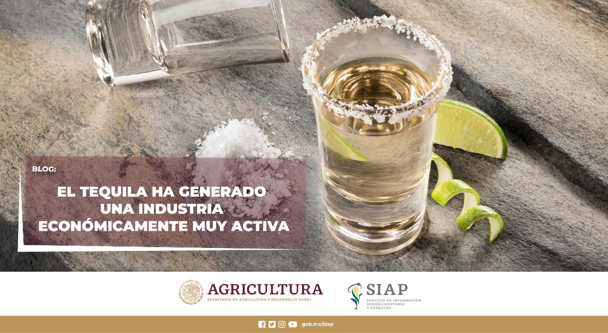 DGSIAP_Mx's tweet photo. #BlogSIAP El #agaveazul y su región productora, han dado como resultado: una industria económicamente muy activa.
#DíaNacionalDelTequila
Lee: https://t.co/rbocGsU987 https://t.co/D4khvQ4Eo4