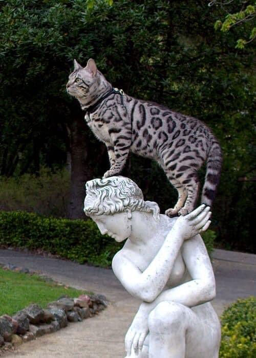 Cat on statue