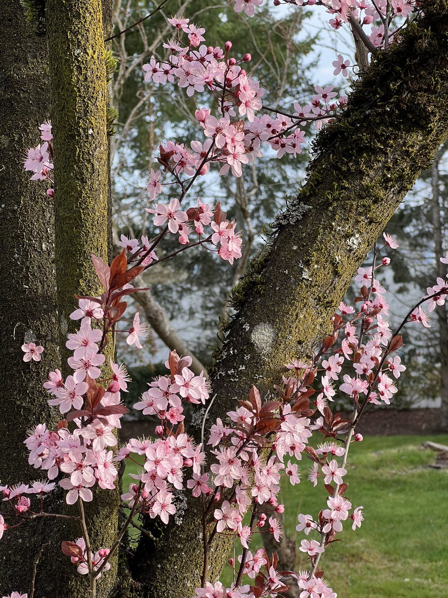 nadiajohnston92's tweet photo. Amerika rasa Jepang/Korea 🙈💕🌸 #CherryBlossoms #CherryBlossomsAfterWinter https://t.co/WB8UjrH2ZK