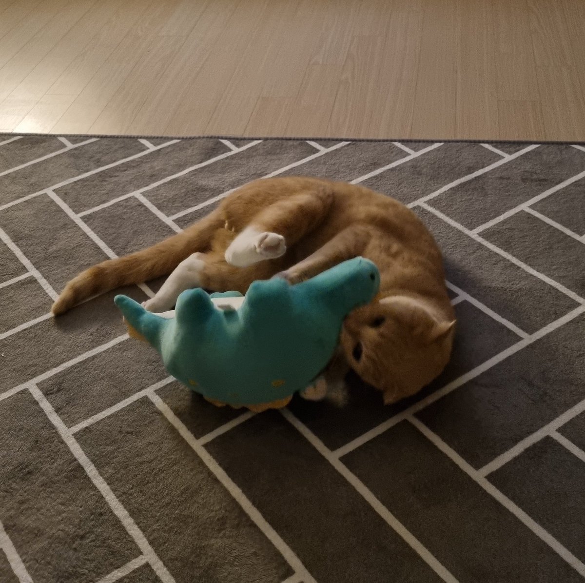 Dooos24's tweet photo. #NFT #NFTartists #opensea #cat
#NFTCommunity #nftcollector 

My son has a new friend.
Both have white belly fat.
They're both very small and cute.
Friends grow up fighting.
Isn't it? https://t.co/ACXSJOV8Jo