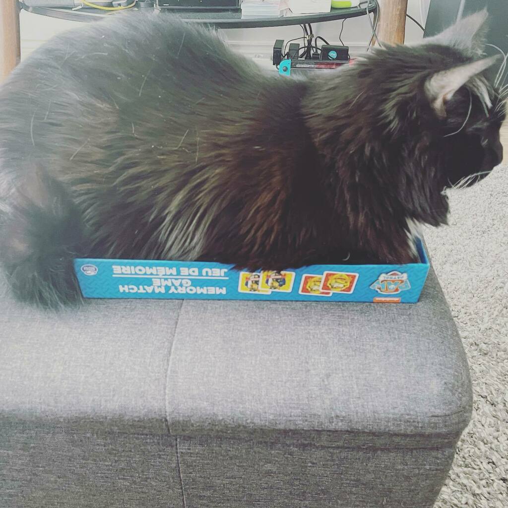 lyteforce's tweet photo. While I appreciate the wide interpretation of the “if I fits, I sits” accord, I’m not entire sure #Kittyforce fits here. https://t.co/z1170d66lI