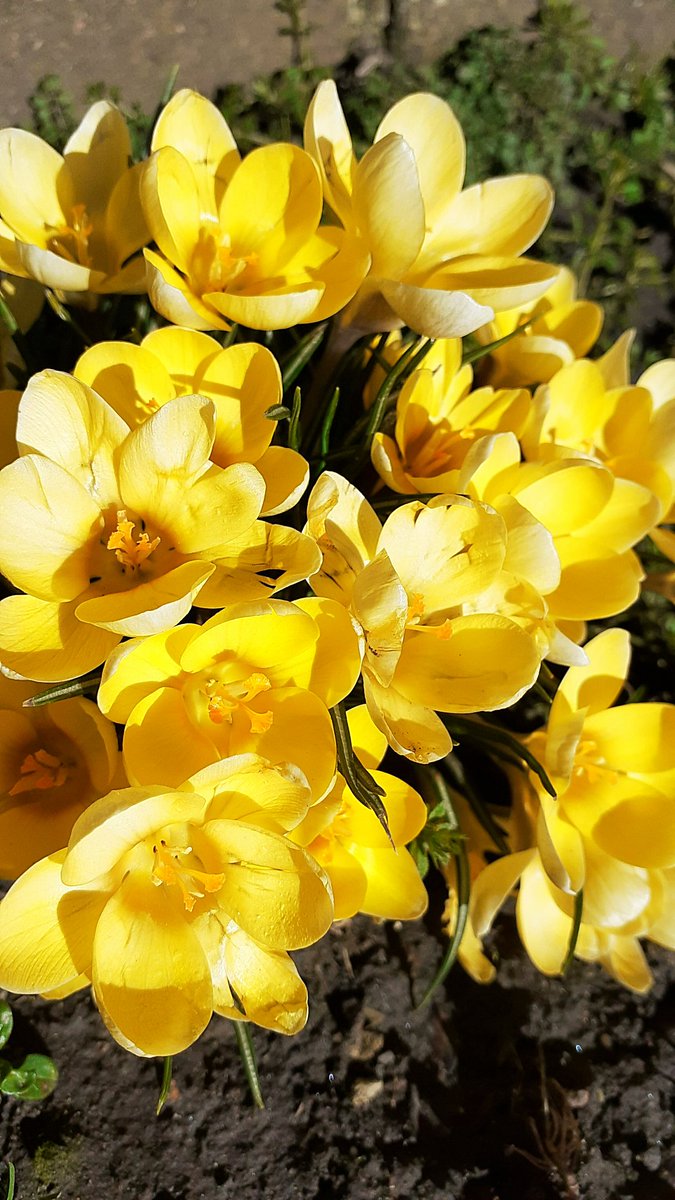 #GardenersHour #SixOnSaturday #spring2022 #flowerpower #beautiful #springbulbs