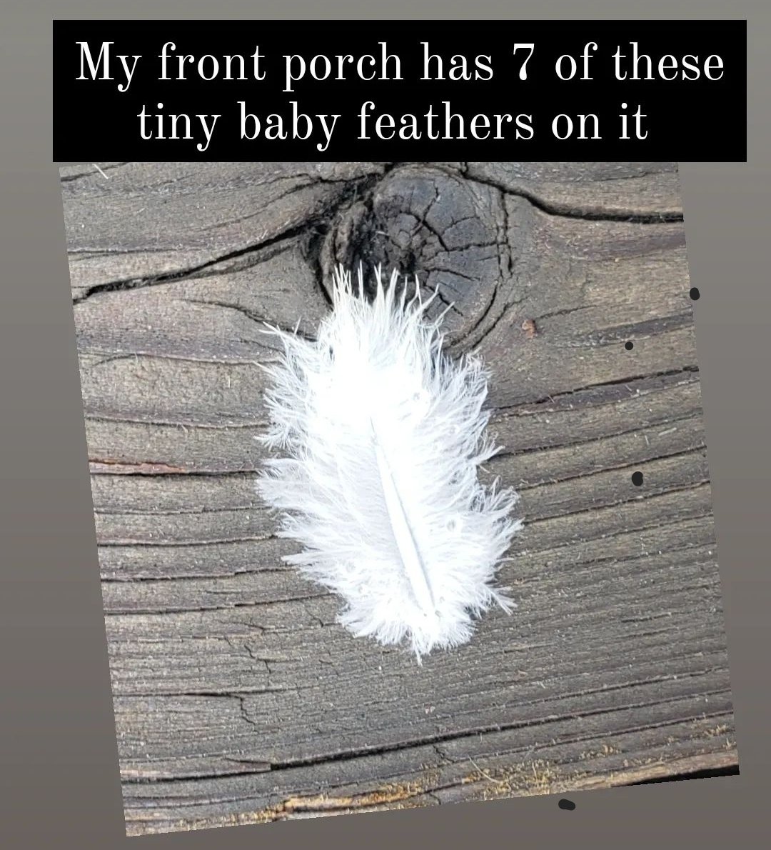wetpaintwarrior's tweet photo. #thelittlethings #gifts #delight #mademehappy #tinyfeathers https://t.co/BhXlYios2E