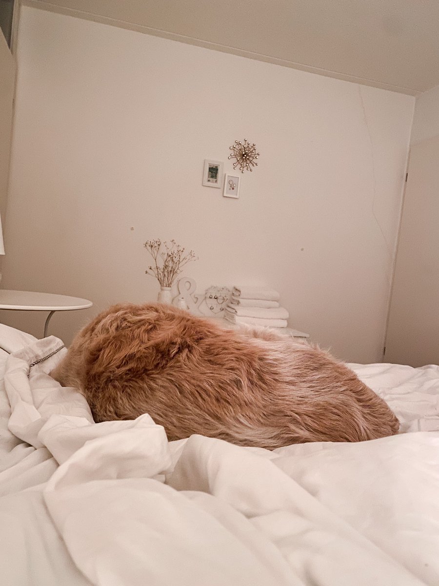 chantalukoster's tweet image. Schoon bedje, gedouchte ikke en weer herenigd 🐾.. #progressie