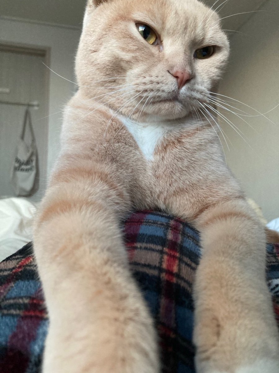 Dooos24's tweet photo. #NFT #NFTartists #opensea #cat
#NFTCommunity #nftcollector 

We speak different languages.
So there are times when we don't understand each other.
But when he comes on top of me,
I can feel that he loves me. https://t.co/DodZDZh6ZF