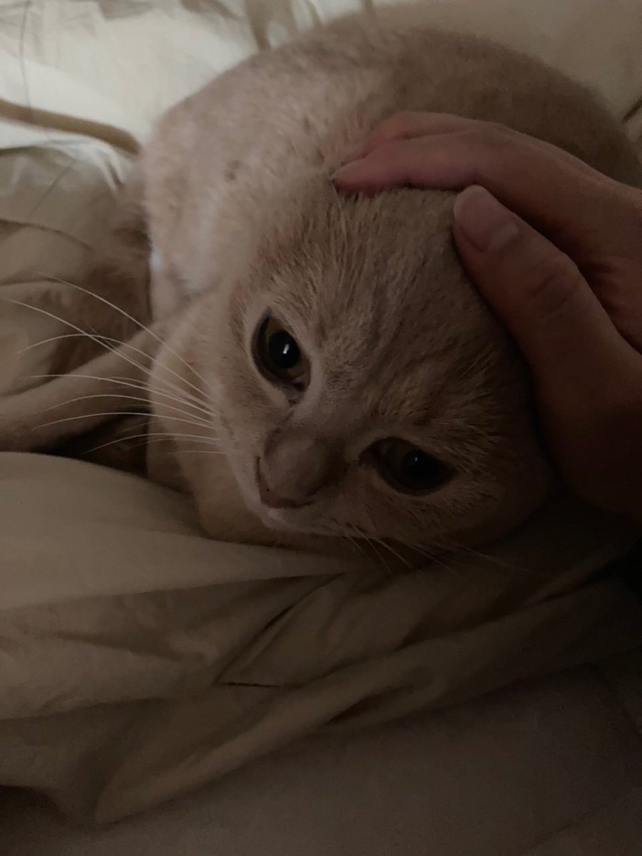 Dooos24's tweet photo. #NFT #NFTartists #opensea #cat
#NFTCommunity #nftcollector 

We speak different languages.
So there are times when we don't understand each other.
But when he comes on top of me,
I can feel that he loves me. https://t.co/DodZDZh6ZF