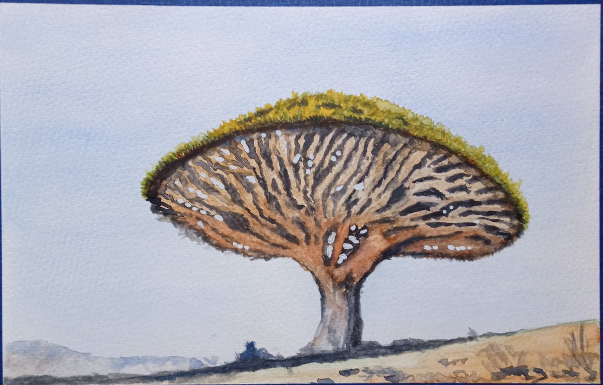 ToplisJane's tweet photo. A Dragons Blood tree for Yemen. https://t.co/Tb2oB02HtD
