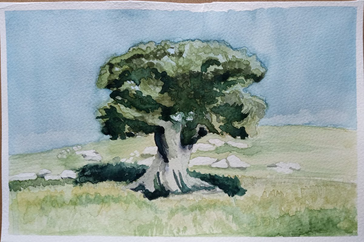 ToplisJane's tweet photo. An olive tree for Palestine. https://t.co/sCJuWDiaZo
