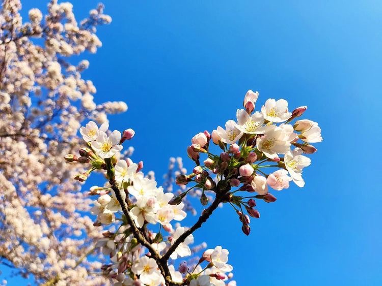 NaoColoratura's tweet photo. ボス公園の桜がこんなに開花してました(昨日の夕方時点) https://t.co/nTOXYHQUCv