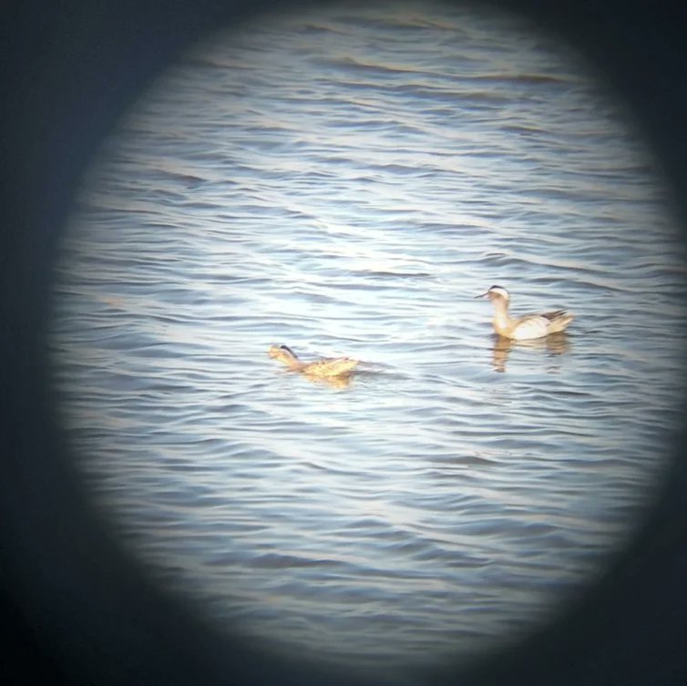 It was a busy week at <a href="/RSPB_Strumpshaw/">RSPB Strumpshaw Fen</a>! A visit to Cantley Marshes, bits of clean-up and maintenance, booming bitterns, squealing rails, garganey, mining bees, butterflies and lots of sun!

#conservation #volunteering #rspb <a href="/Natures_Voice/">RSPB</a> #strumpshawfen #norfolkbroads