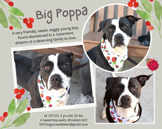 ilyrodriguez2's tweet image. He survived abandonment in a dank NY basement, no food or water, how long is unknown. Overjoyed to see humans come, he spread love. And he survived a #KillCommand today, NO guarantee of another moment. One ear a flap, one a wing, he wiggles, dances, begs for a friend. #FOSTER!