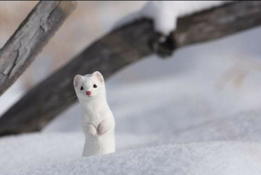 Oh qu'elle est jolie cette épitoge !