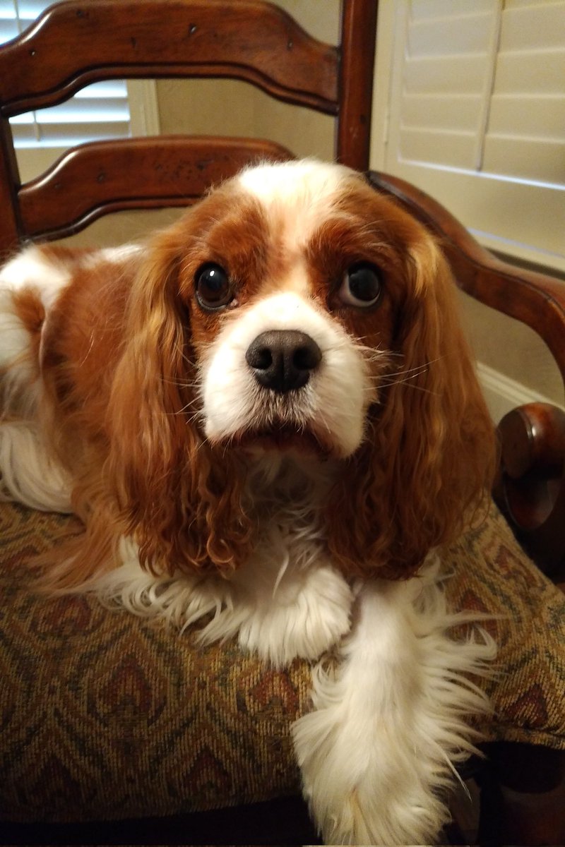frankster440's tweet photo. Peyton wants to give a big Texas shout out to all dogs of Twitter! #cavpack #DogsofTwittter #Cavaliers https://t.co/pniG9NMWIh