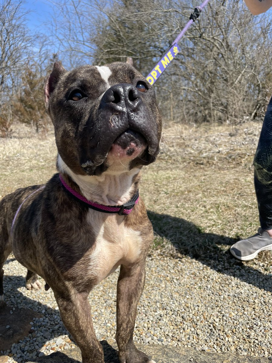 kyleerae_1's tweet photo. Please share! Nessie was found on the freeway and was never claimed ☹️ she would do best in a home without cats. She does well with other dogs with a proper meet n greet but needs to be fed separate from other pets. Apply for adoption @ https://t.co/rJhHzveCo4!❤️🐾 https://t.co/l87Kqz5n0l
