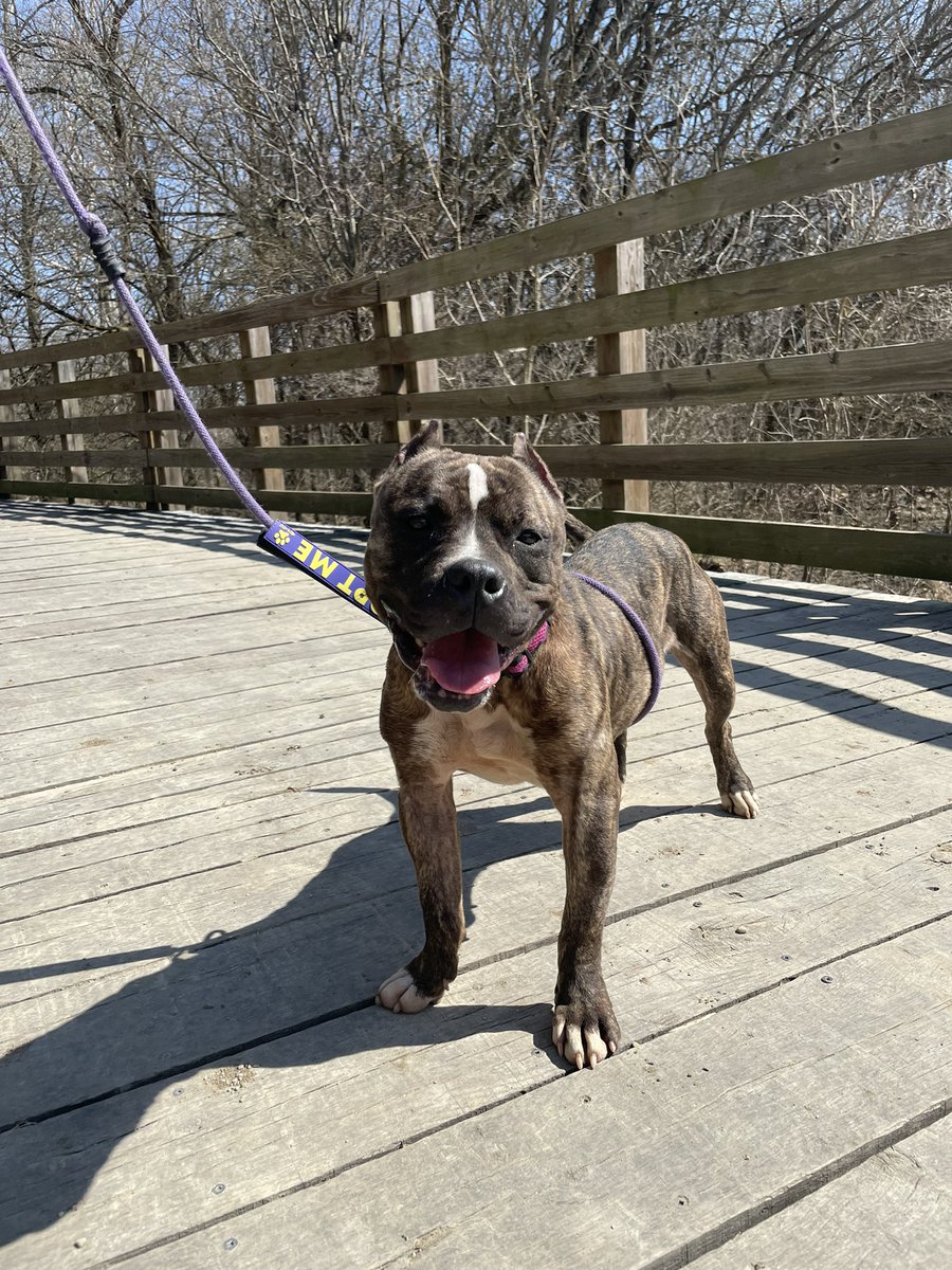 kyleerae_1's tweet photo. Please share! Nessie was found on the freeway and was never claimed ☹️ she would do best in a home without cats. She does well with other dogs with a proper meet n greet but needs to be fed separate from other pets. Apply for adoption @ https://t.co/rJhHzveCo4!❤️🐾 https://t.co/l87Kqz5n0l