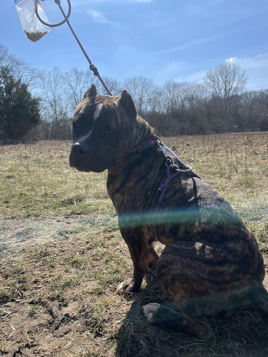 kyleerae_1's tweet photo. Please share! Nessie was found on the freeway and was never claimed ☹️ she would do best in a home without cats. She does well with other dogs with a proper meet n greet but needs to be fed separate from other pets. Apply for adoption @ https://t.co/rJhHzveCo4!❤️🐾 https://t.co/l87Kqz5n0l