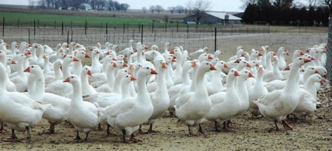 SurvivingCrypto's tweet photo. @BiasGoose #goosefarm https://t.co/l87562PZBz