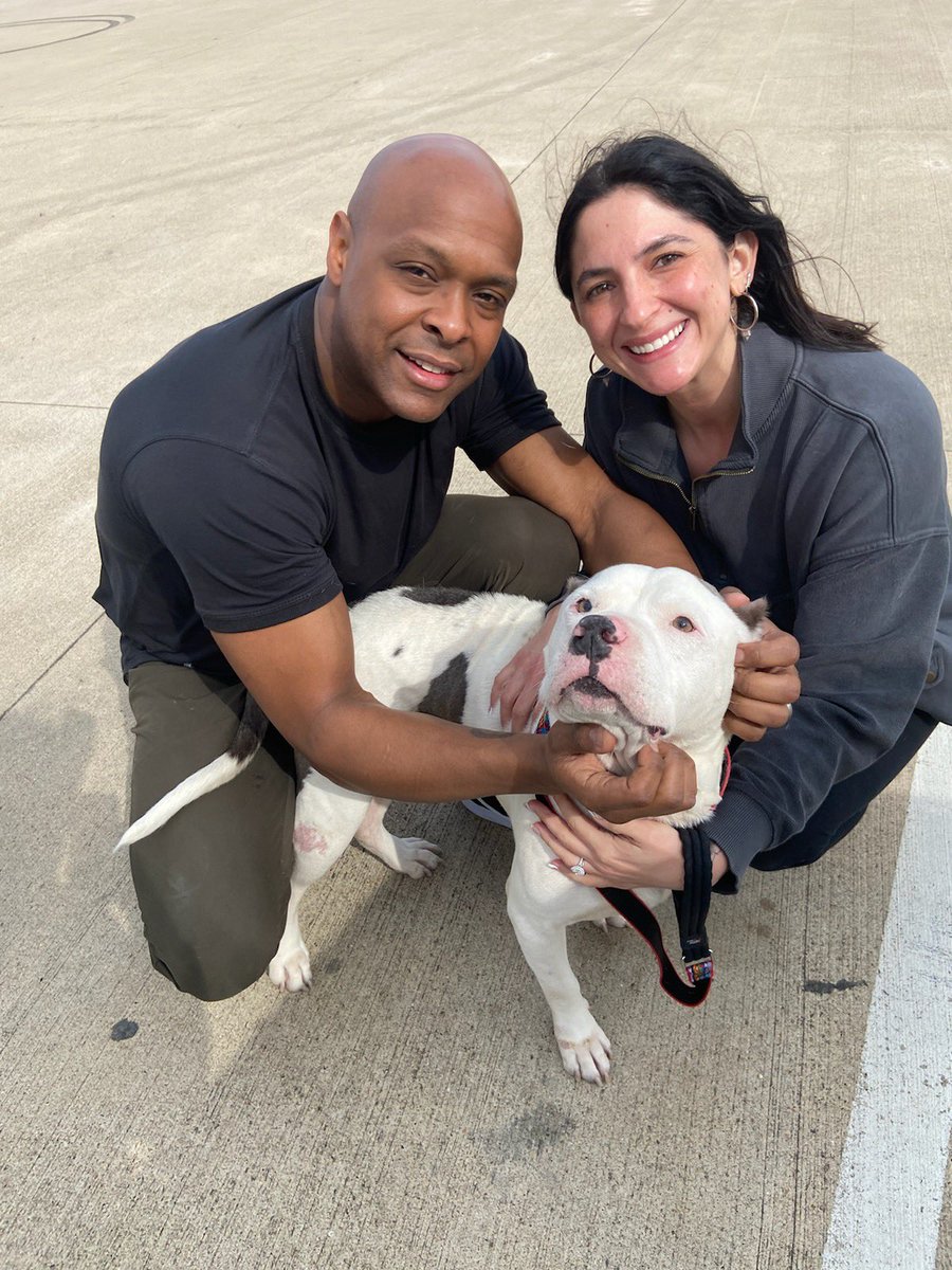 #HappyTails, Humphrey! We love when #rescuedogs get forever families… but when it’s a senior dog, it makes our heart even happier 🥺😍💙 #seniordogsrock #masbullies #masbullyalum