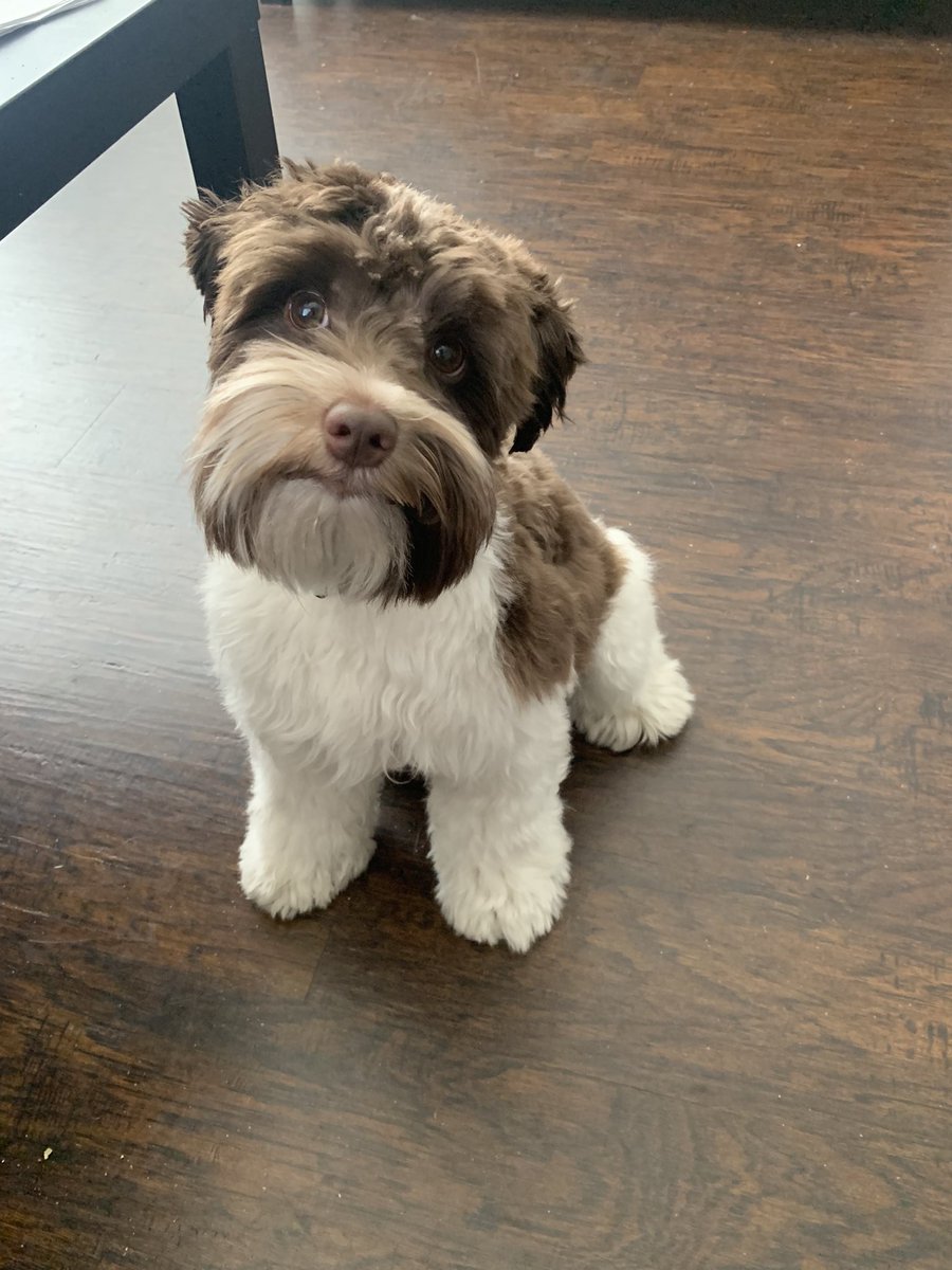 ASHGotTheJugo's tweet photo. I gave my boy a haircut today. I think I did a good job 😌 https://t.co/DmG5QIFf8H