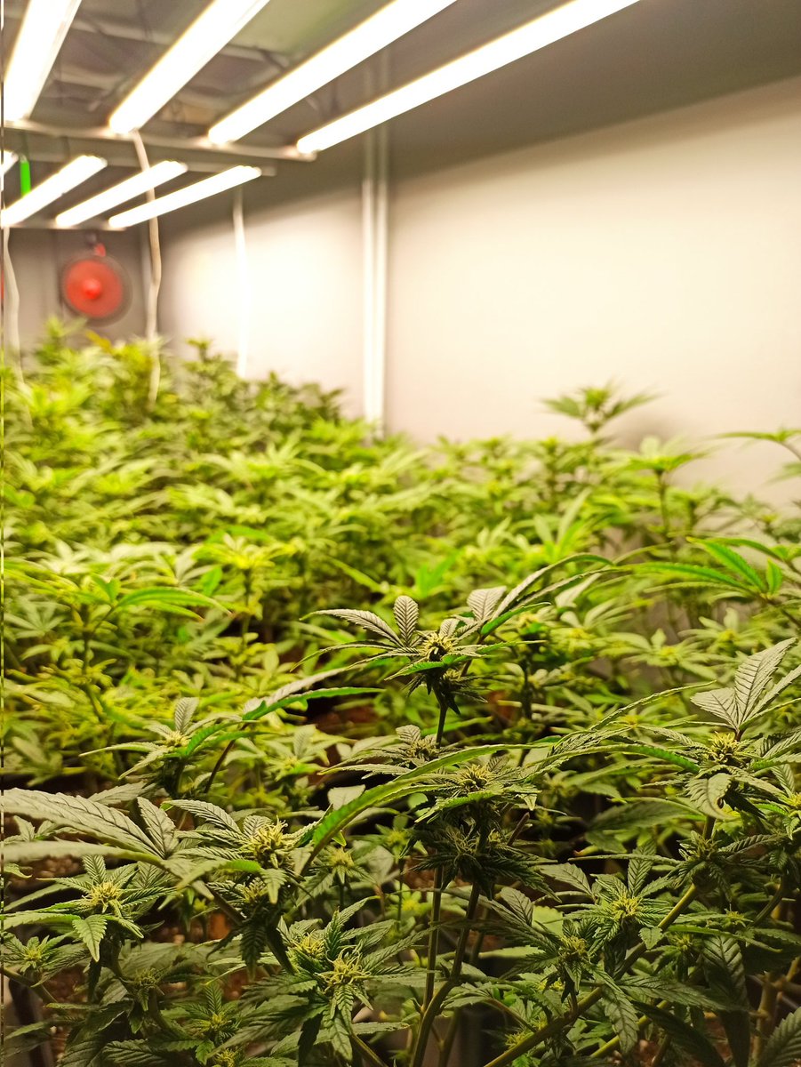 Alien Farms tweet media