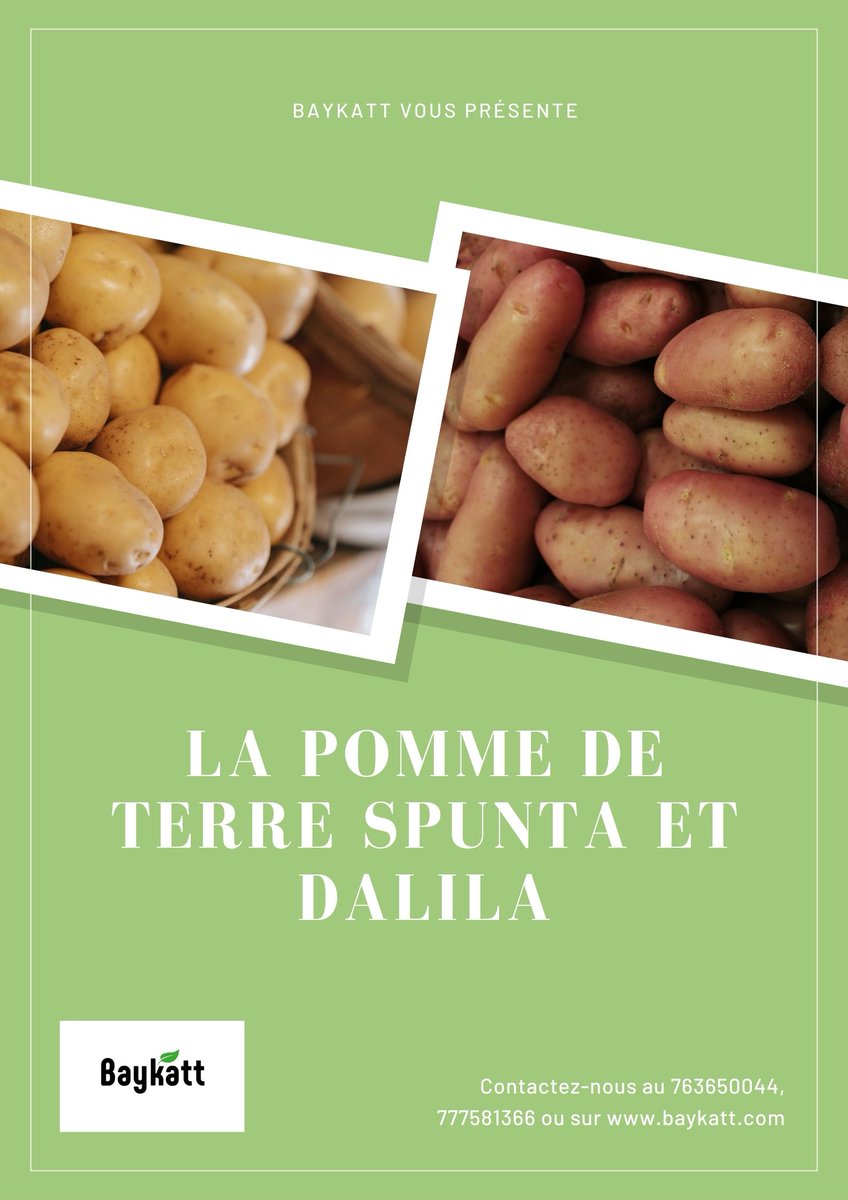 Baykatt_'s tweet photo. Bonsoir nous vous présentons nos variétés de pomme de terre  disponible au niveau de nos exploitations. venez en Dm pour plus de détails sur les prix de ventes.
@junior_ardo @SalifBA19 @abdourami 
#Sunumbay https://t.co/5pe04517yQ
