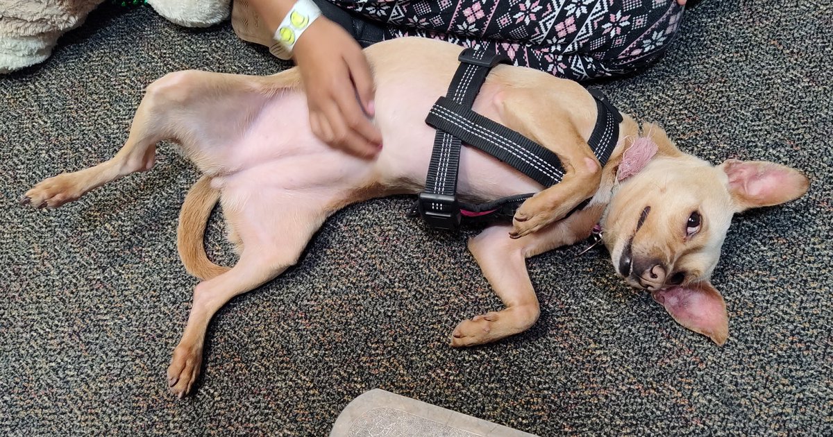 PsychicKitties's tweet photo. Hi My name is Coral. I am a #dog. PK2 are my friends. I am using their phone since they are sleeping. I like belly rubs. This is me in the picture. Oh, I almost forgot. My #cat friends PK2 are sick. They have cancer. Can you help them? https://t.co/Yh2ewn7d8g
#dogs #CatsOfTwitter https://t.co/WVc0DYJv18