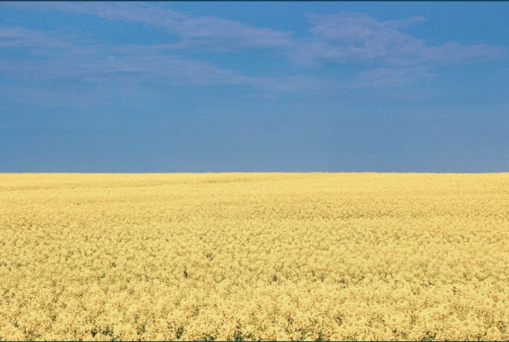 Polymath Bull 🇺🇸🇺🇦 tweet media