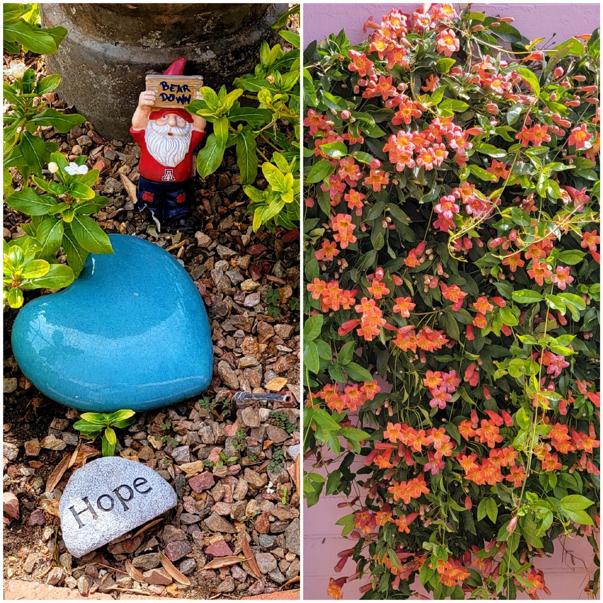 sueonline's tweet photo. There's always HOPE for a strong comeback in the garden of life. @cate_reese is back with our @ArizonaWBB team. #bloomandgrow @MarchMadnessWBB #packmckale with ❤💙 https://t.co/fMYMoe32ds