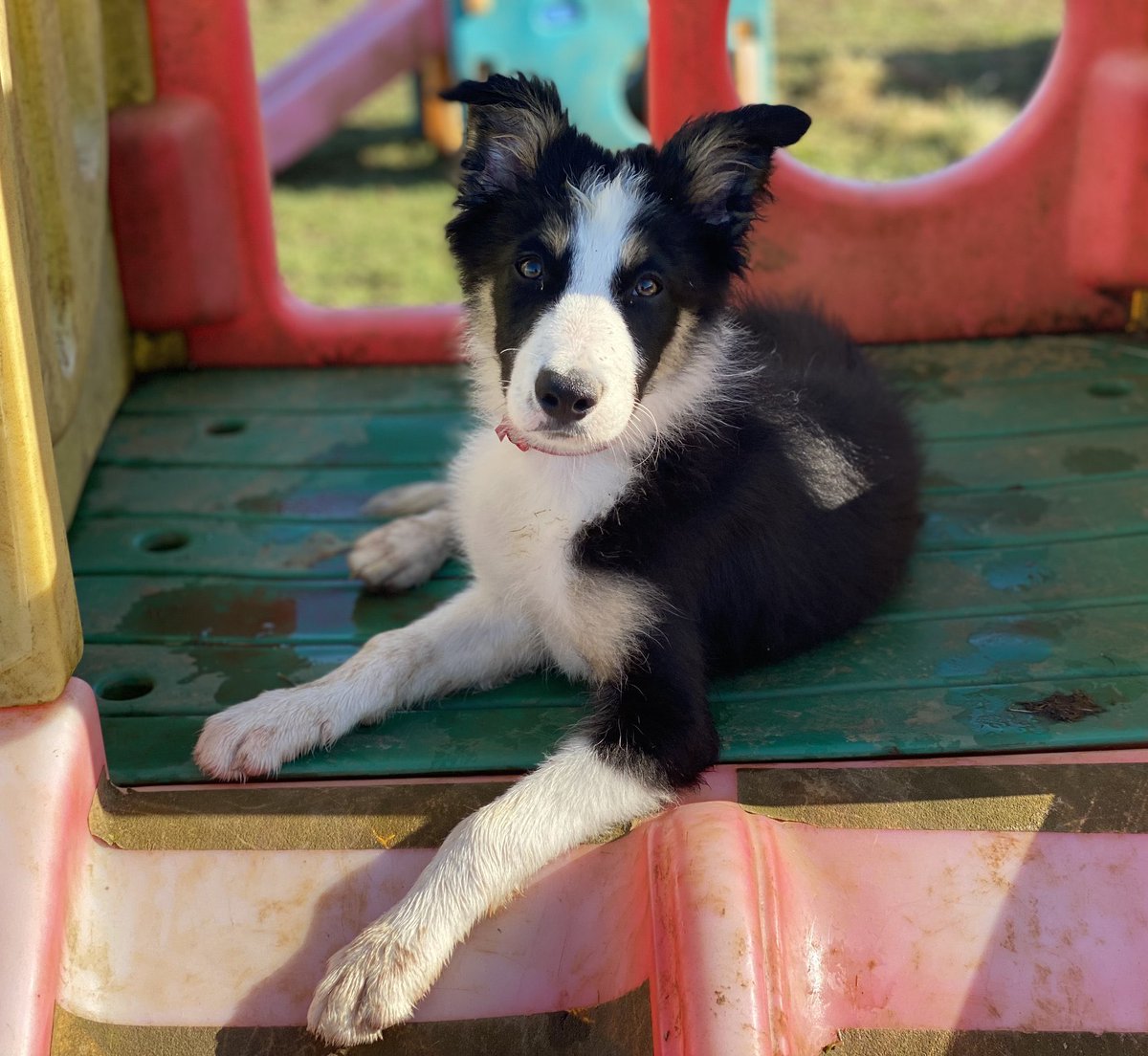 Hi, my name is Spyro
I’m a border collie pup
My owners couldn’t care for me
And so they gave me up 🤷🏼‍♂️ 

I’m only 4 months old
And I’m such a bundle of fun
So if you have the energy
Then you could be the one 🏡❤️

For adoption info pls contact <a href="/HopeRescue/">Hope Rescue</a> 🌟❤️