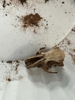 Daffron_5th's tweet photo. Mrs. White's Class - Wild about their discovery of what is inside an owl pellet! Day 2 of #CampOnCampus 
@pisdoutdoor @DaffronDeputies https://t.co/Mfx7DOzRqs