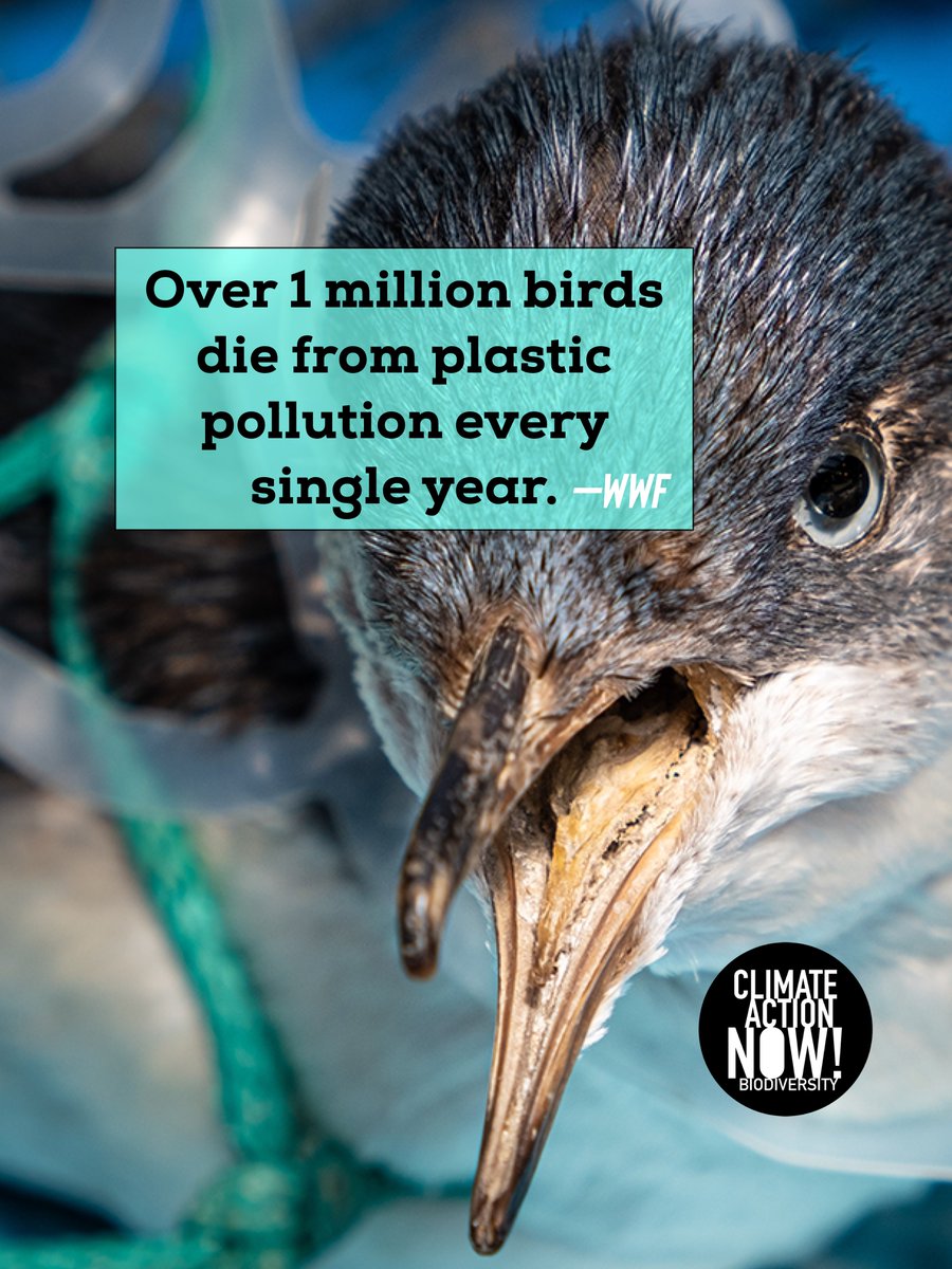 PLASTIC is POSION 😨

380 million tons of plastic are produced around globe each year.

90% of ocean pollution is plastic.

1 million birds die every single year from plastic pollution. 

More than 7 million people die an early death from plastic.

#plastic #birds #Poison