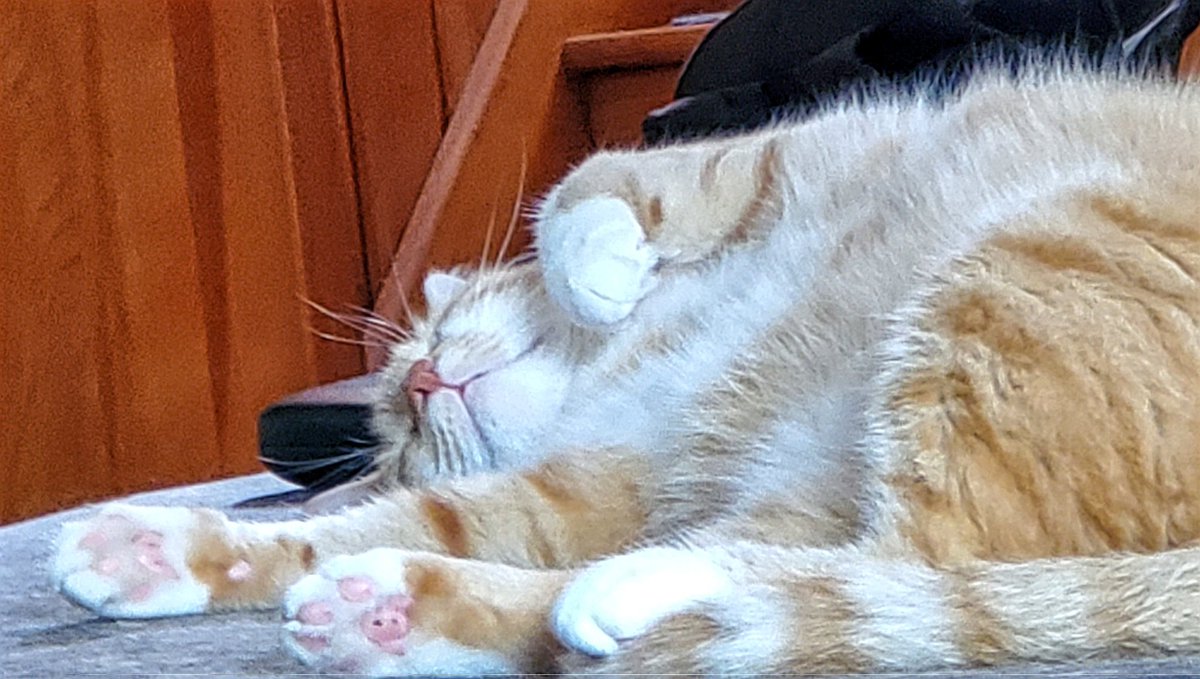 Biscuit had too much of the "jungle juice" on St. Patrick's Day. Her festivities included Snoozefest. 😃😃❤❤#catsofinstagram #catsoftwitter #AdoptDontShop
